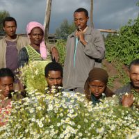 Pensiamo che per cogliere un fiore, ci voglia una comunità