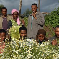 Pensiamo che per cogliere un fiore, ci voglia una comunità